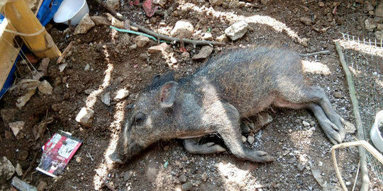 terungkap alasan babi ngepet dikubur terpisah