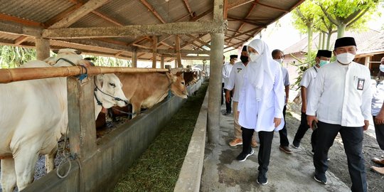 Banyuwangi Jadi Pilot Project Pengembangan Sapi Belgian Blue dan Wagyu di Jatim