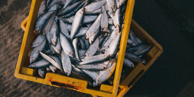 Lima Pilihan Ikan Dengan Kandungan Protein Tinggi Kompasiana Com