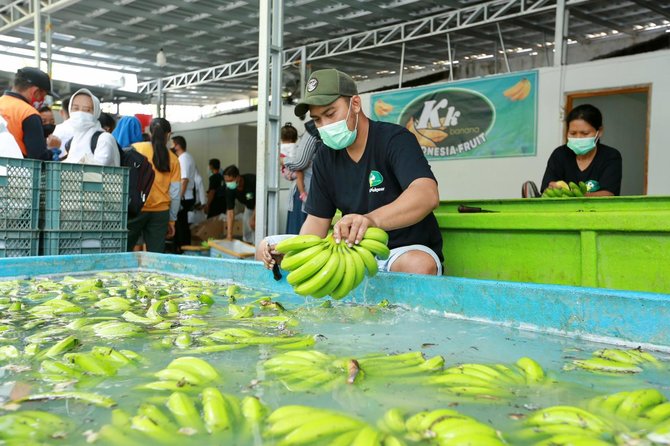 bupati ipuk kunjungi lokasi pematangan pisang cavendish