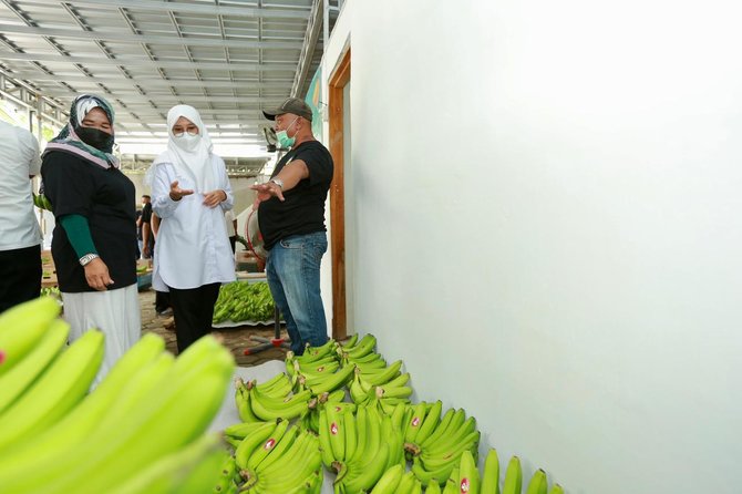 bupati ipuk kunjungi lokasi pematangan pisang cavendish