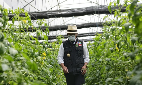 ridwan kamil saat mengunjungi agrowisata di cianjur