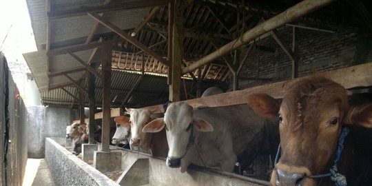 produk pakan ternak milik koperasi tembus pasar brunei