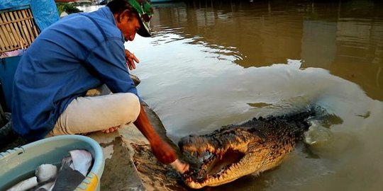 Sedang Berjemur, Buaya di Pantai Gunungsitoli Ditangkap