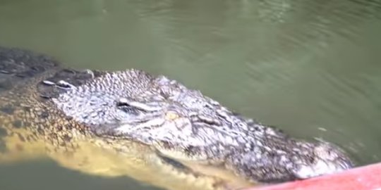 Memburu Dua Buaya Berkeliaran di Pantai Gunungsitoli