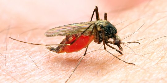 Jumlah Warga Suspect Malaria di Mukomuko Meningkat