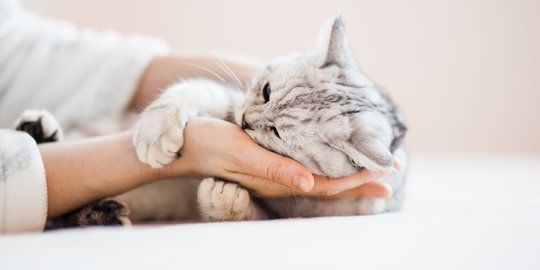 Mirip Manusia, Ini Penyebab Utama Alergi pada Kucing