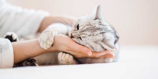 Mirip Manusia, Ini Penyebab Utama Alergi pada Kucing  merdeka.com