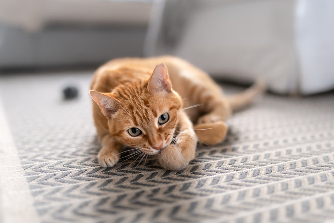 Mirip Manusia, Ini Penyebab Utama Alergi pada Kucing  merdeka.com