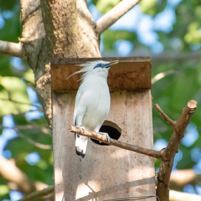 jalak bali