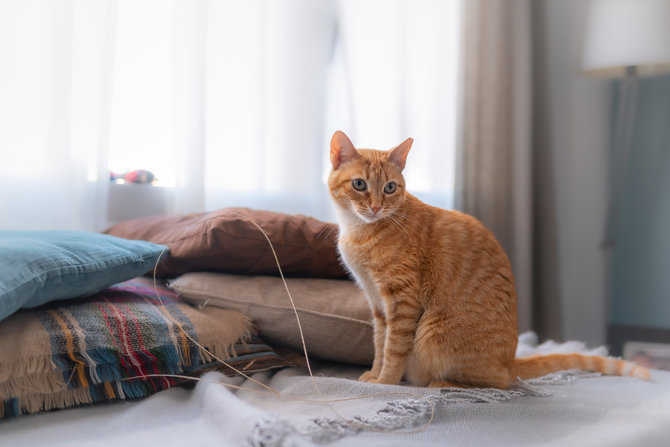 rutin periksa 3 tanda ini untuk tubuh bagian atas kucing yang sehat