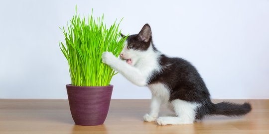 Bermanfaat Buat Pencernaannya, Hati-Hati Berikan Wheatgrass pada 