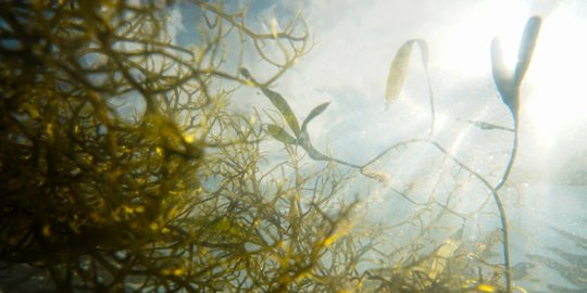 Peran Rumput Laut sebagai Penjaga Bumi dari Perubahan Iklim
