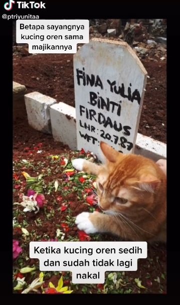 Video Kucing Ditinggal Meninggal Pemiliknya, Termenung di Kuburan 