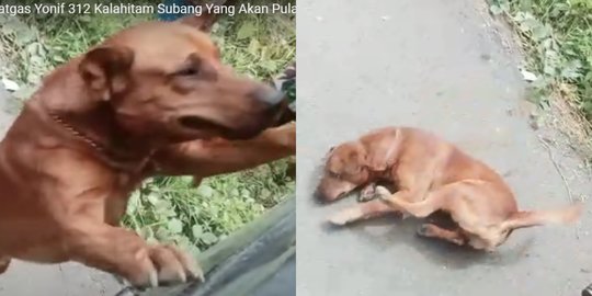 Momen Haru Anjing Ikuti Pasukan TNI di Papua, Lompat Truk & Tersungkur Tak Mau Pisah