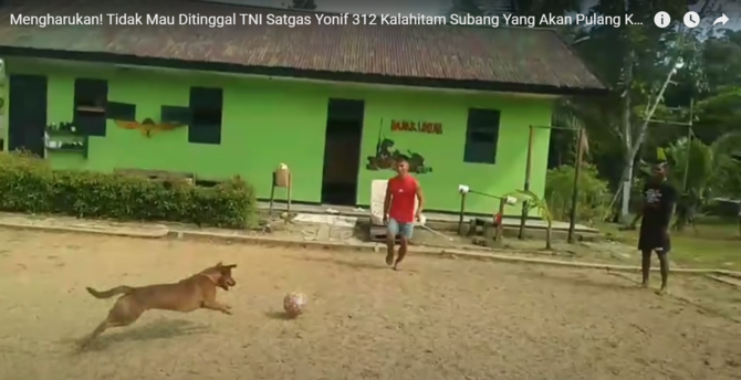 momen haru anjing ini ikuti pasukan tni papua