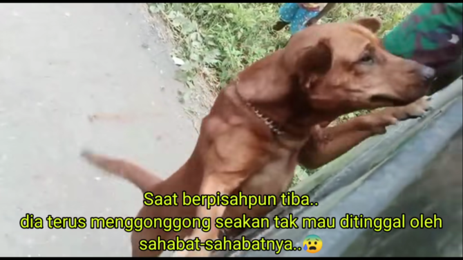 momen haru anjing ini ikuti pasukan tni papua