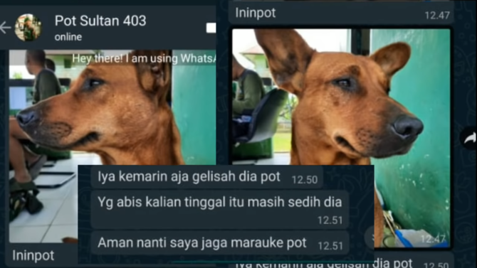 momen haru anjing ini ikuti pasukan tni papua