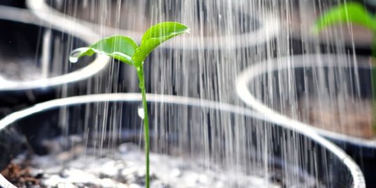 Greywater adalah Limbah yang Berasal dari Aktivitas Rumah Tangga, Berikut Manfaatnya