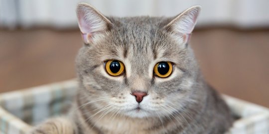 Pupil Mata Kucing Mendadak Membesar? Ini Arti Sesungguhnya