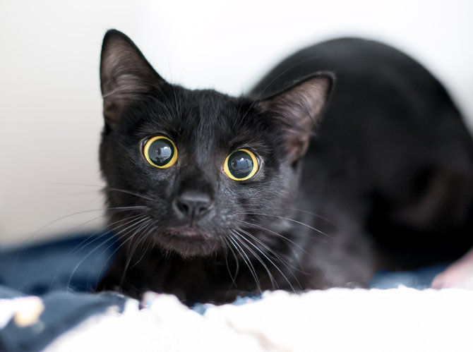 Pupil Mata Kucing Mendadak Membesar? Ini Arti Sesungguhnya 