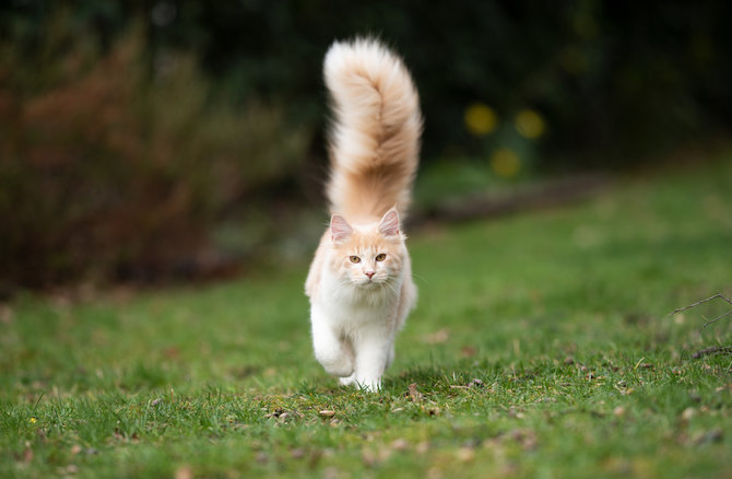 Ekor Kucing Mendadak Mengembang, Apa Artinya?  merdeka.com