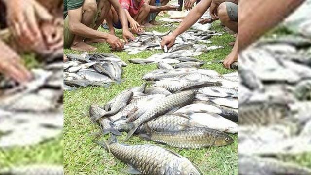 serunya lubuk larangan tradisi unik tangkap ikan sambut lebaran