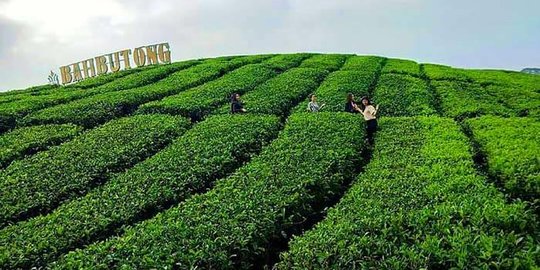 Sejuk dan Asri, Intip Pesona Objek Wisata Kebun Teh Sidamanik