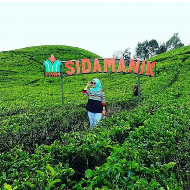 sejuk dan asri intip pesona objek wisata kebun teh sidamanik