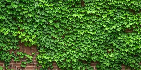 7 Tanaman Rambat Dinding Yang Estetik Dan Instagrammable Merdeka Com