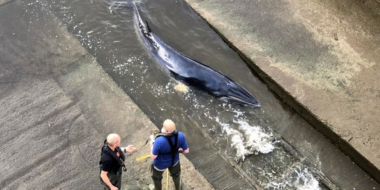 Penyelamatan Paus Kecil Terdampar di Sungai London