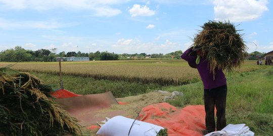 Petani Agam Diajak Manfaatkan Fasilitas KUR Pertanian