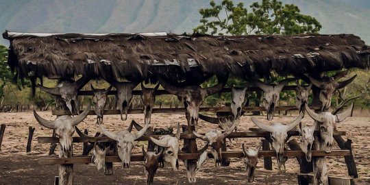 Savana Bekol Terluas di Pulau Jawa Bak Afrika Van Java