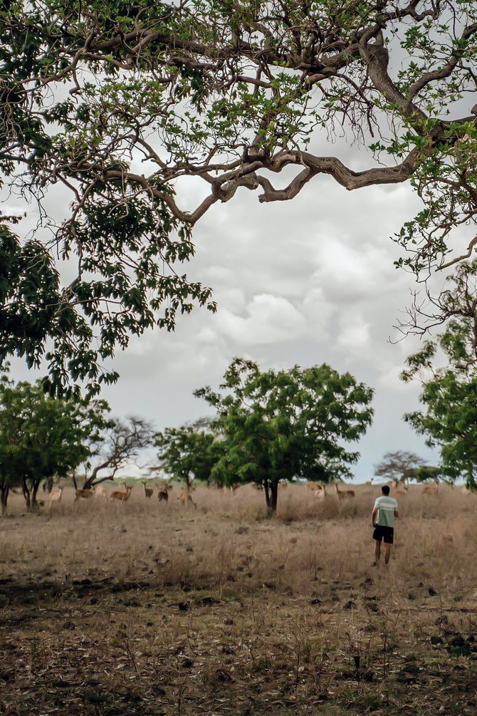 savana bekol afrika van java