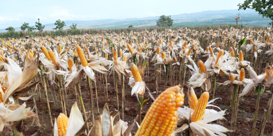 Kejagung Limpahkan Penyidikan Kasus Korupsi Bantuan Benih Jagung ke Kejati Lampung