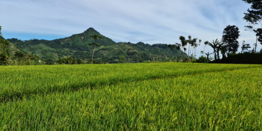 Manfaatkan Irigasi Perpompaan, Sawah di Panciro Panen 3 Kali