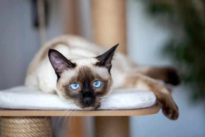 Kucing Siam Mendadak Kehilangan Bulu di Area Leher, Bisa Jadi Ini 