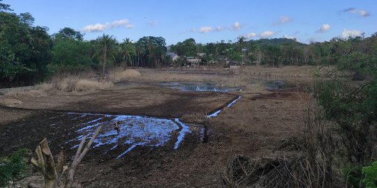 Danau Baru Usai Badai Seroja di Kupang Mengering Kini Dijadikan Lahan Bertani