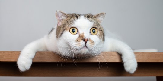 Hati-Hati, Penyakit Mata Ini Bisa Picu Kebutaan pada Kucing