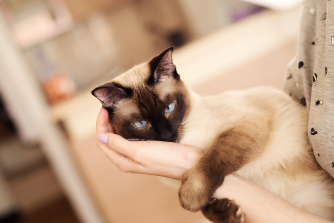 manisnya cara kucing siam tunjukkan kasih sayang pada pemiliknya