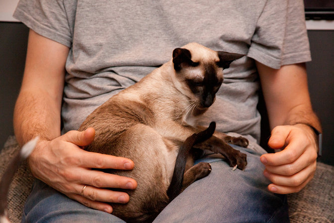 manisnya cara kucing siam tunjukkan kasih sayang pada pemiliknya