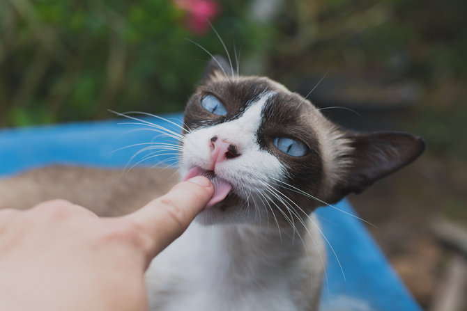 manisnya cara kucing siam tunjukkan kasih sayang pada pemiliknya