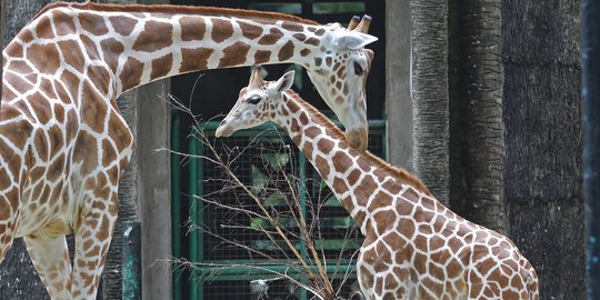 Begini Cara Berkunjung ke Taman Margasatwa Ragunan di Lebaran Kedua