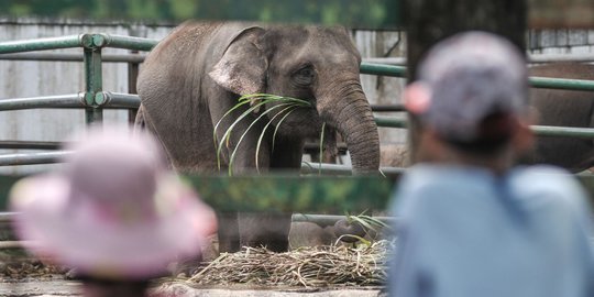 Pengunjung Ragunan Capai 16.000 Orang Pada Sabtu 15 Mei 2021