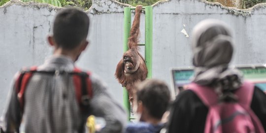 Taman Margasatwa Ragunan Tutup Besok, Buka Kembali Selasa 18 Mei 2021