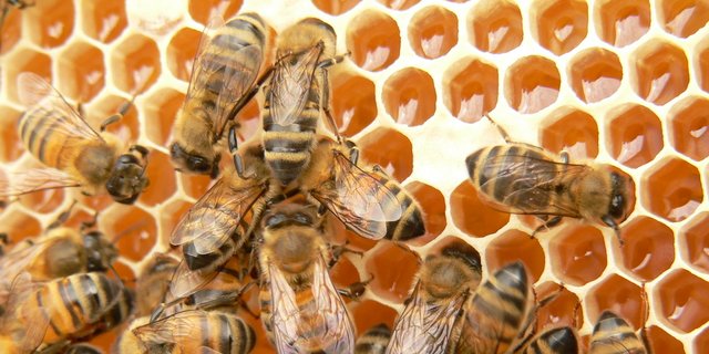 Simak Manfaat Propolis Lebah Untuk Wajah 