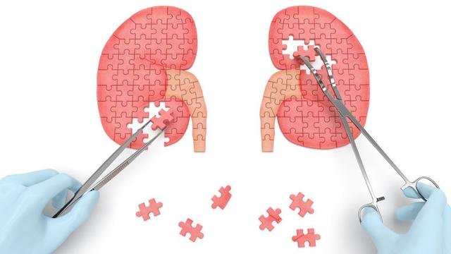 fungsi ureter