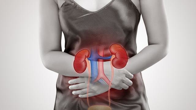 fungsi ureter