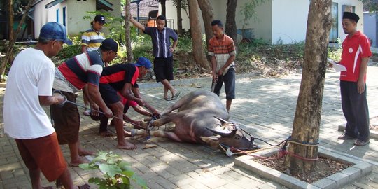 Dikenal Alot, Ternyata Ini Alasan Warga Banten Lebih Suka Daging Kerbau Daripada Sapi