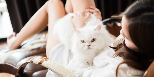 Ras Kucing yang Betah Dipelihara di Dalam Rumah, Bisa Punya Umur Panjang